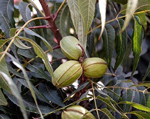 Pecan Halves, 1,5 Pounds – Non-Gmo Verified, Raw Pecan Nuts, Large Size, Unsalted, Unsweetened, Vegan, Kosher, Shelled, Bulk. Good Source Of Magnesium, Calcium. Great For Pecan Pie. #TOP7