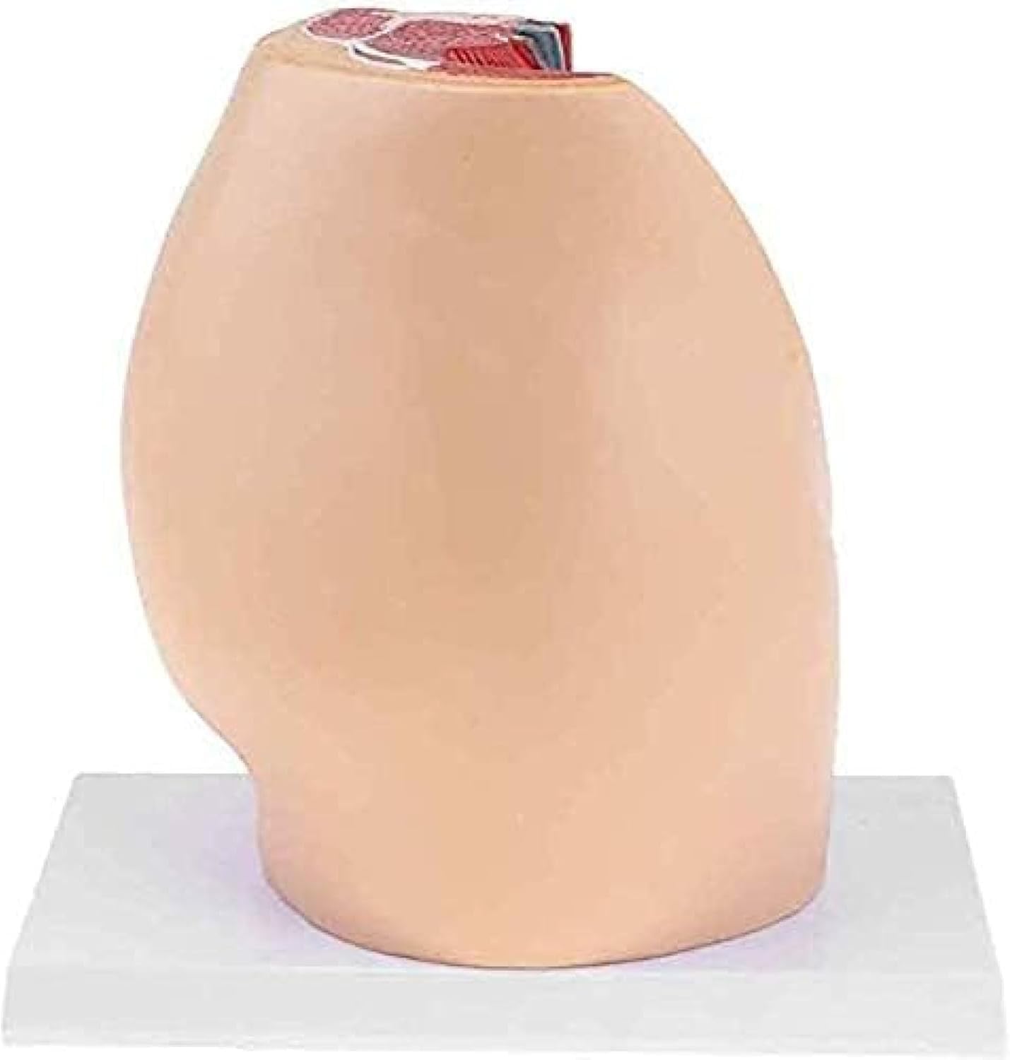 Model Anatomiczny Undr, Strzałkowy Model Miednicy, Przekrój Miednicy Kobiety, Do Celów Dydaktycznych
