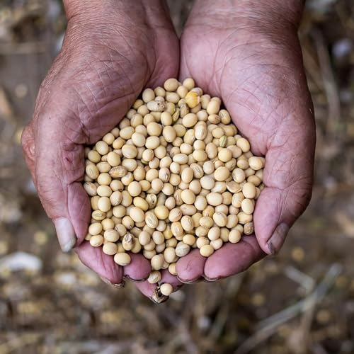 semillas de soja, de invierno para el jardín Semillas de edamame, Glycine max, semillas de frijol de invierno 50pcs