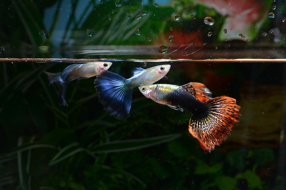 Swimming Creatures™ 15 Assorted Male & Female Guppy Live Tropical Freshwater Aquarium Fish