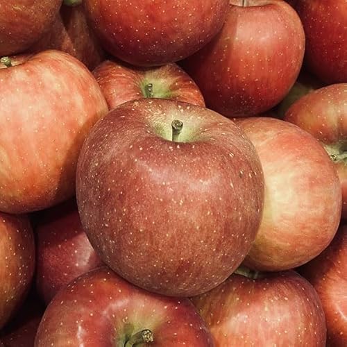 XY  ӂ  10kg 󂠂Eƒp TCYʁîЂTCYjbAEgbgi  SDGs ƒpMtgEt[c ь ʕ Apple Abv