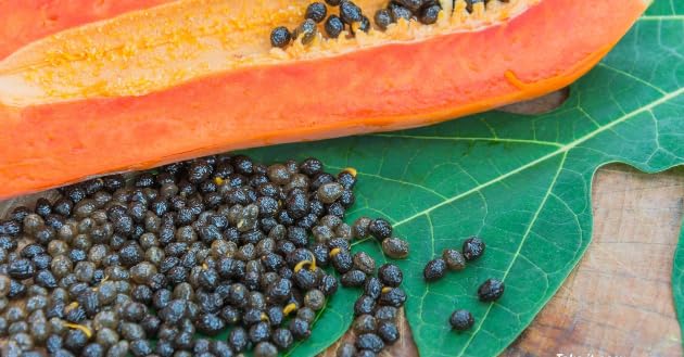 Natura GreenHouse All Seasons Rare Dwarf Hybrid Papaya Fruit seeds (B0CTCZH676) Amazon Price History, Amazon Price Tracker