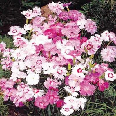 Amazon 宿根草 香り なでしこ ナデシコ スイートネス 1株 花 Amazon 宿根草 香り なでしこ ナデシコ スイートネス 1株 花