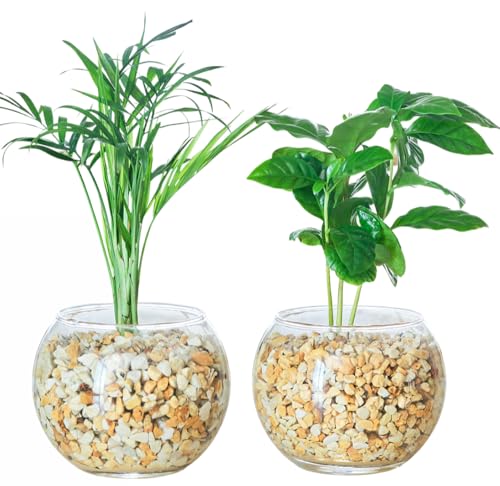  ϗtA 2_Zbg nChJ`[ { ~j ygȂ ϗtAZbg  e[uV R[q[̖