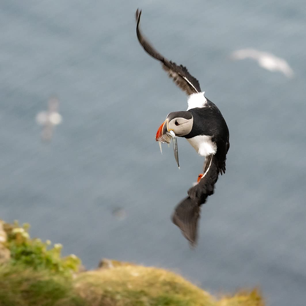 【アイスランド購入】パフィンのキャンドルオブジェ Amazon.co.jp: アイスランドのパフィンカレンダー 2024 : 文房具