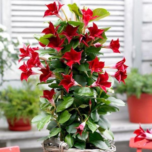 Hybrid All Seasons Red Mandevilla Vine Flower Seeds 35+ Seeds Pack