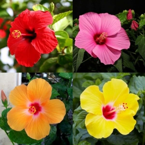 ROYAL PARADISE GARDEN Hybrid Hibiscus Flower Seeds Mixed Color (Pack of 20 Seeds) Hibiscus #049 (B0CV5R22Y9) Amazon Price History, Amazon Price Tracker