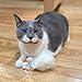 SPOT Birds of a Feather Catnip Toy for Cats – Interactive Plush Toy for Swatting, Pouncing, and Chasing – 6in, Assorted Styles