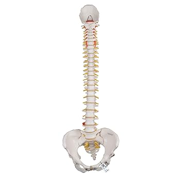 3B Scientific A58 4 Classic Flexible Spine Model with Female Pelvis 29.1 Height