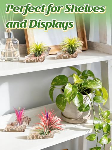 Image of ANPHSIN 4 Pack Conch Sea Shell Air Plant Holders, 4-5 inches, No Plants | Natural Airplant Pot, Decorative Tillandsia Succulent Display Container for Gardening, Housewarming Gifts, Home Table Decors