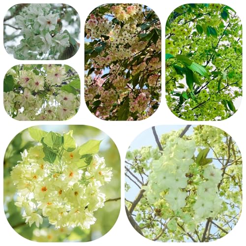 árbol de cerezo para plantar semillas, flores de jardín, plantas balcón cerezo ornamental flor, plantas resistentes Semillas flores aptas para las abejas, exóticas hierbas, bonsái 55pcs