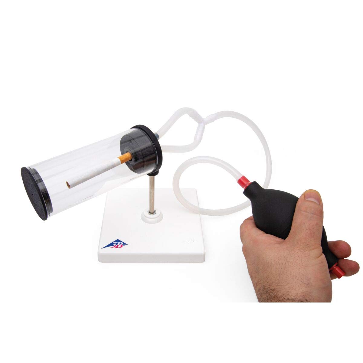3B Scientific- Modelo de fumador 3en1