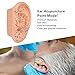 40cm Human Ear Acupuncture Model, PVC Professional Ear Zone Massage Model, Professional Reflexology Acupoint Learning Display Laboratory Supplies