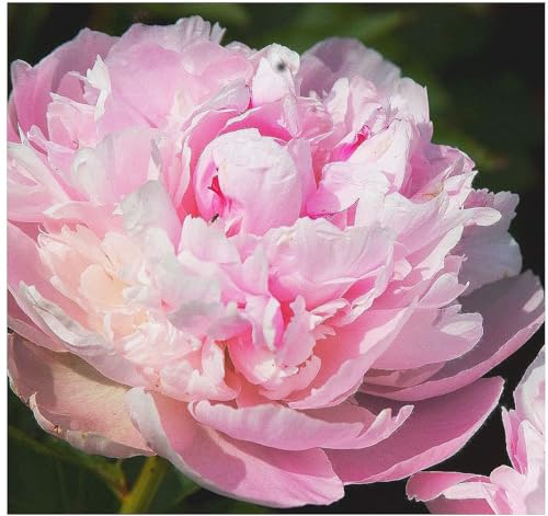 James Mann Double Pink Peony Bare Root 3-5 Eyes - Premium Peony Bulbs for Spring Planting 2024, Live Peonies Plants Ready to Plant - Ideal for Fernleaf Peony Gardens, Peony Trees, and Peony Bushes