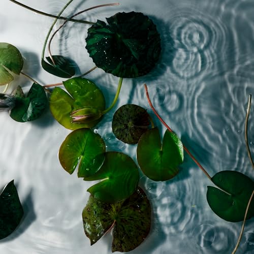 Image of Nest New York Scented Votive Candle, Forest Rain - 2 oz - Up to 28-Hour Burn Time - Reusable Glass Vessel