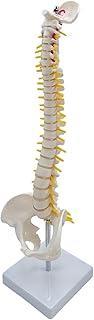 Human Spine Model Vertebral Column 17.7" Life Size with Vertebrae, Nerve Roots, Vertebral Arteries with Base for Kids Learning Study , Standing