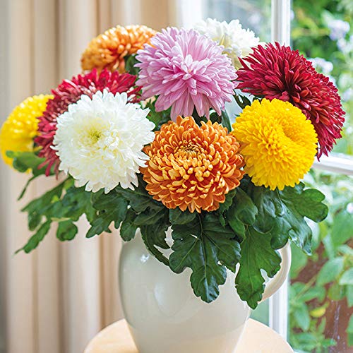 Green Gallery Chrysanthemum/Guldaudi Beautiful Mixed Fresh Flower Hybrid Seeds for Home Terrace and Kitchen Indoor Outdoor Gardening Planting (Pack of 50+ Seeds) (B08D4NBL7W) Amazon Price History, Amazon Price Tracker