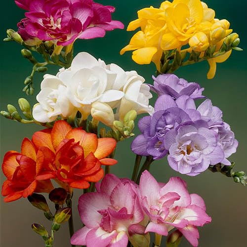 Freesia Double Mixed Colour Flowering Bulbs, Fragrant Perennial Garden Plants (100)