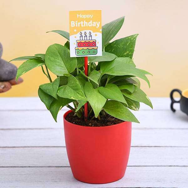 Mphmi Nursery Delhi Outdoor Plants Ranjai Plant, Clematis heynei - Plant (B0CMHH1WTC) Amazon Price History, Amazon Price Tracker