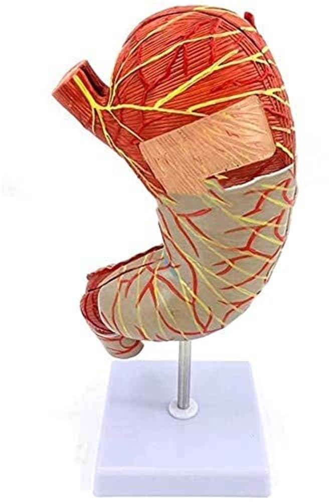 Model anatomii przewodu pokarmowego - szczegółowa replika układu