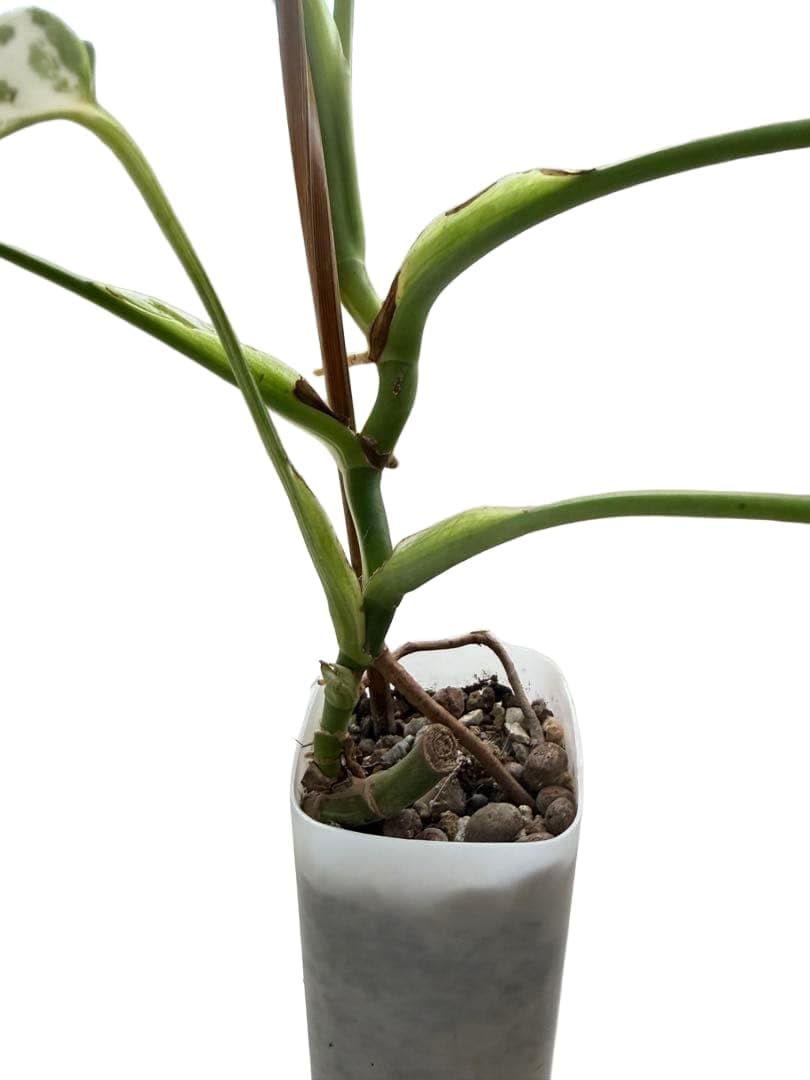 Amazon｜観葉植物 斑入り モンステラ カット苗｜観葉植物 オンライン通販