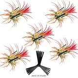 Wall Planter Set of 5 Hanging Planter Air Knots| Orchid Wall Mounted Plant Hook | Air Plant Holder W