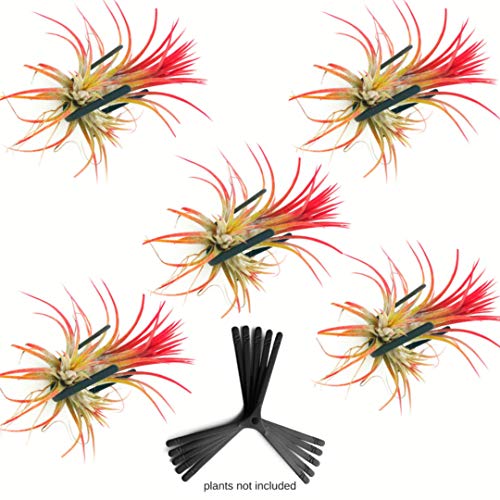 Wall Planter Set Of 5 Hanging Planter Air Knots| Orchid Wall Mounted Plant Hook | Air Plant Holder Wall Terrarium | Vertical Air Plant Containers | Wall Mounted Plant Holder | Plant Mount For Trees B5 #TOP5