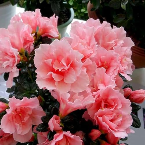 AUAF₫5A[FN₩ȑ֔d̉ԁIG߂̔]