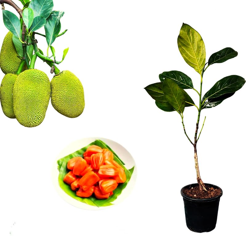 See full amazon price history chart for Original Pink Jack Fruit Tree Plant, Hybrid Grafted Baromashi All Time Jackfruit/Kathal/Echar Plant Sweet Red Jackfruit Vegetable Plant Home Garden And Roof Garden Live Plant Original Pink Jack Fruit Tree Plant, Hybrid Grafted Baromashi All Time Jackfruit/Kathal/Echar Plant Sweet Red Jackfruit Vegetable Plant Home Garden And Roof Garden Live Plant (B0CL53VF9C) Amazon Price History, Amazon Price Tracker