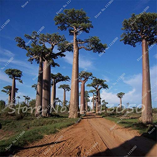 Amazon 10種珍しい盆栽木の種植木鉢プランター用のバオバブの木の種と呼ばれる落葉樹 花