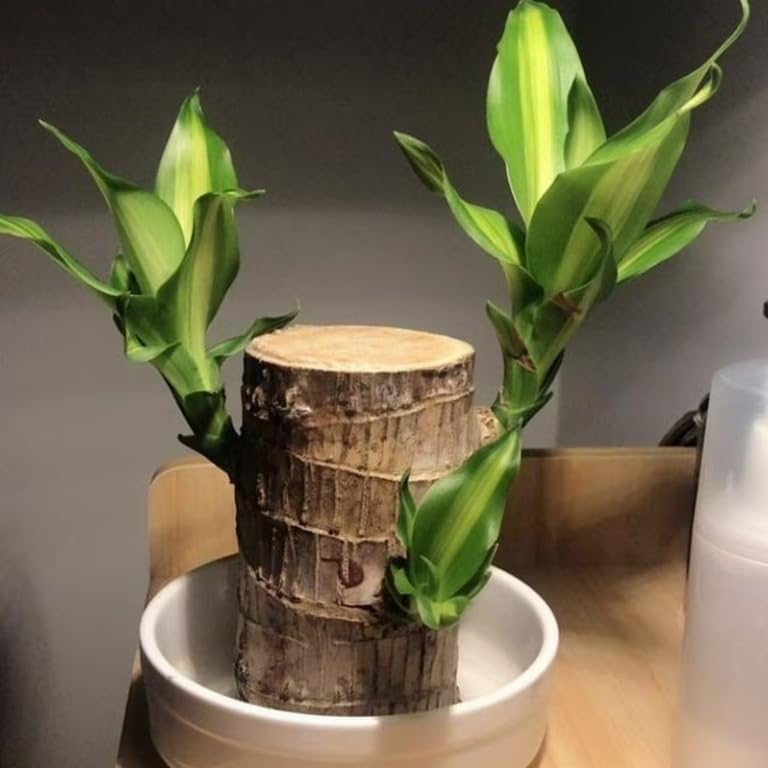 Native Earth Original Brazilian lucky Wood Plant For Home - 1 Pcs Height 12-14 Inchi Lucky Brazil Wood Potted Plant Healthy Indoor Live Lucky for Living Room, Office, Feng Shuie (Without Pot)-picture-12