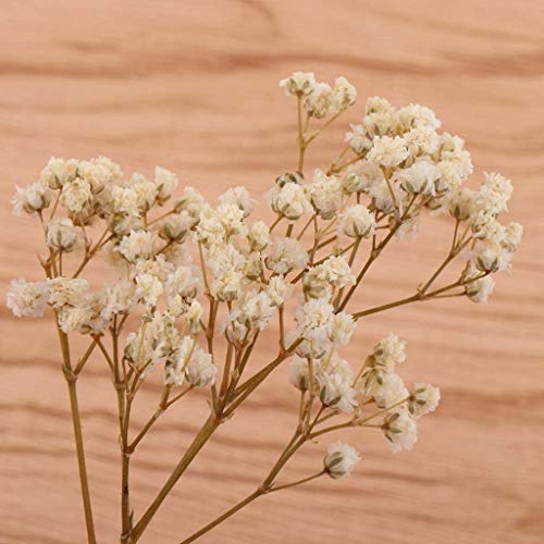Flores y Hojas Secas para Manualidades - Blanco miniatura 5