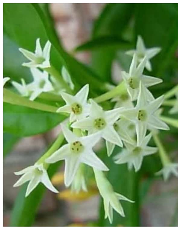 Udanta Queen Of Night - Rat Ki Rani Flower Plant For Home Garden With Pot (B0C1CQH7WZ) Amazon Price History, Amazon Price Tracker