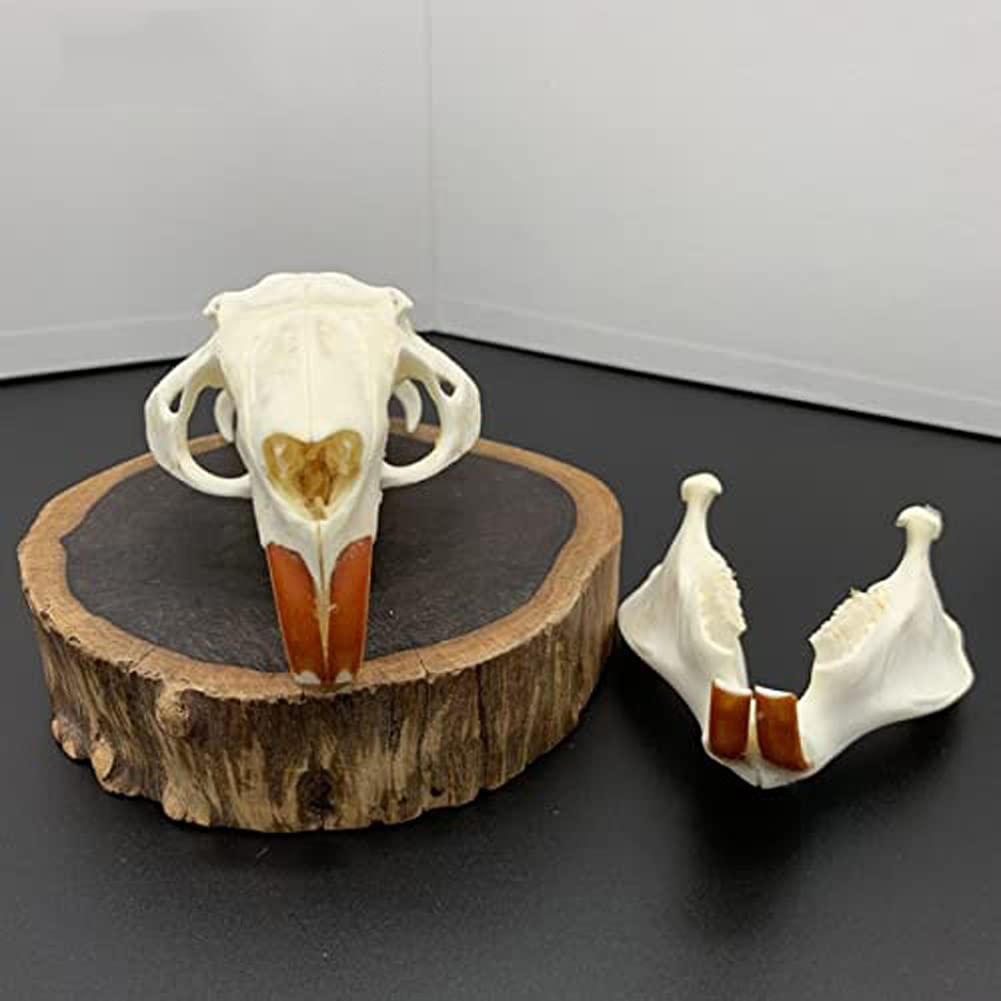Echter Tierschädel von Hund/Biber/Fuchs/Waschbär/Katze/Bisamratte/Nerz/Kaninchenschädelproben für Heimtextilien Sammlerstücke Studie(Beaver)