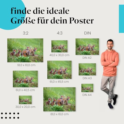 Postereck - 3479 - Fuchs, Rudel Wiese Tier Welpe Natur Nachwuchs - Wandposter Fotoposter Bilder Wandbild Wandbilder - Poster - 4:3-81,0 cm x 61,0 cm