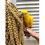 Worlds Freshest Sun-Dried Spray Millet - Non-GMO (No Stems Only Edible Tops) - Healthy Bird Treat and Supplement for All Pet Birds Parakeets Cockatiels Finches - 1lb - Image 2