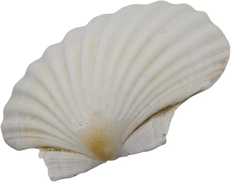 YUGSHNKFC Large White Scallops Shells for Painting Artistic Craft Enthusiasts White Scallops Weddings Decors Large for