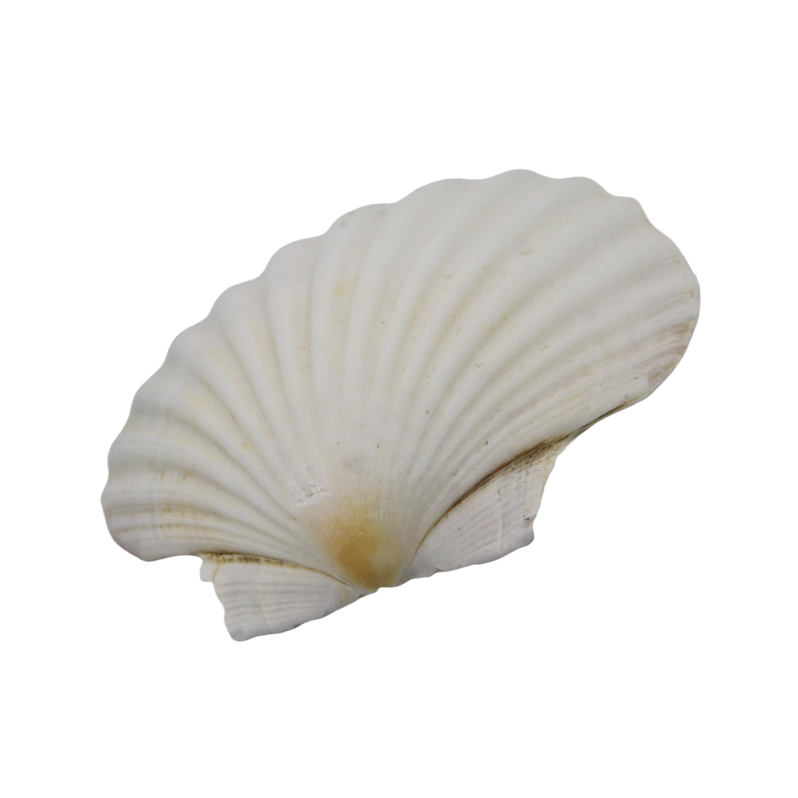 Maxtonser Large White Scallops Shells for Painting and Beach Wedding Decors Natural White Seashells 3-5 Inches