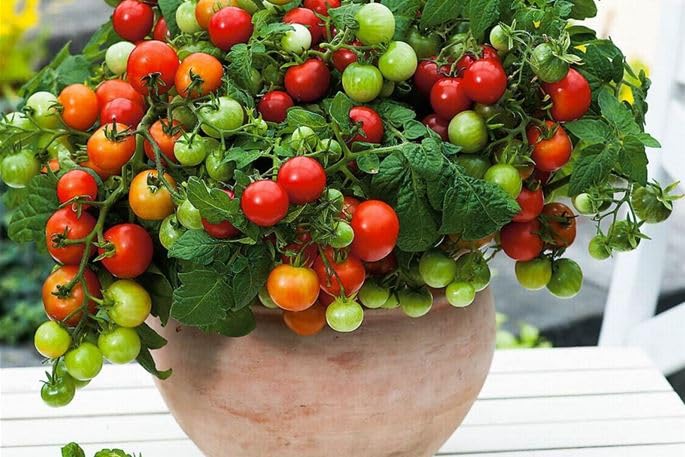 Profi F1-Tomatenpflanzen (2er Set) Exklusive Gourmet-Sorten zur Auswahl Maximale Resistenz & Höchstertrag Kräftige Jungpflanzen im 11cm Topf (Veranda - Die kompakte Balkontomate)