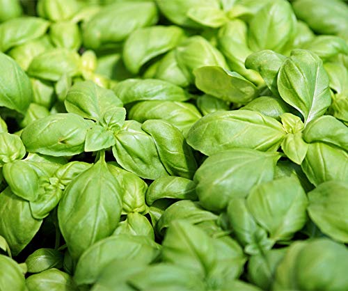 La Verde MEIN GARTEN UND ICH. Basilikum Genoveser BIO Samen für ca. 250 Pflanzen, Küchenkraut, würzig aromatisch, samenfestes Saatgut ohne Gentechnik