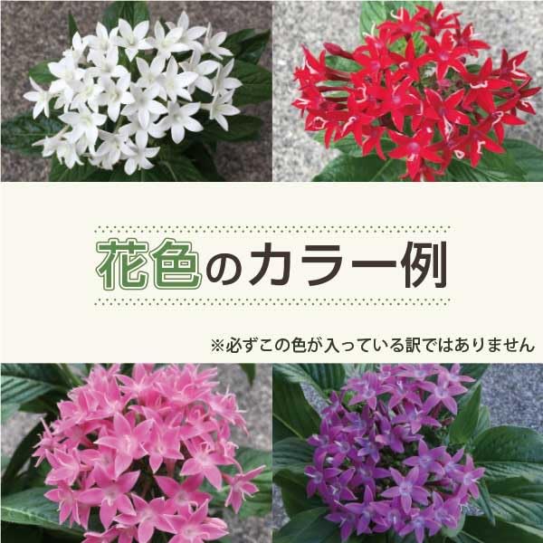 ♡ペンタス♡ Amazon.co.jp: ペンタス 花苗 40個 3号ポット カラーミックス 市場直送