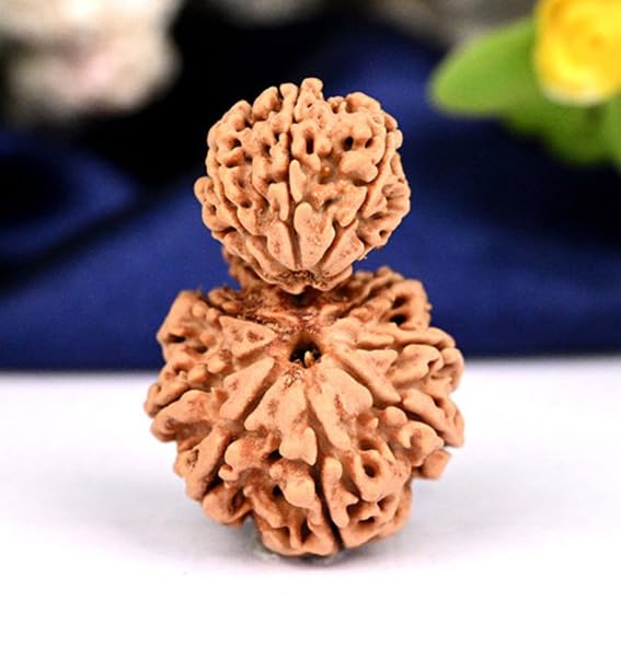 Premium Natural Garbh Gauri Rudraksha Bead (Lab Certified) – Original Twin Rudraksha for Mother-Child Bonding, Fertility, Healthy Pregnancy & Family Harmony, 100% Authentic Holy Bead-image-21