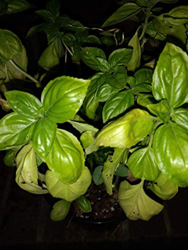 Floral, Plant Basil 6 Inch Organic - Thumbnail 7