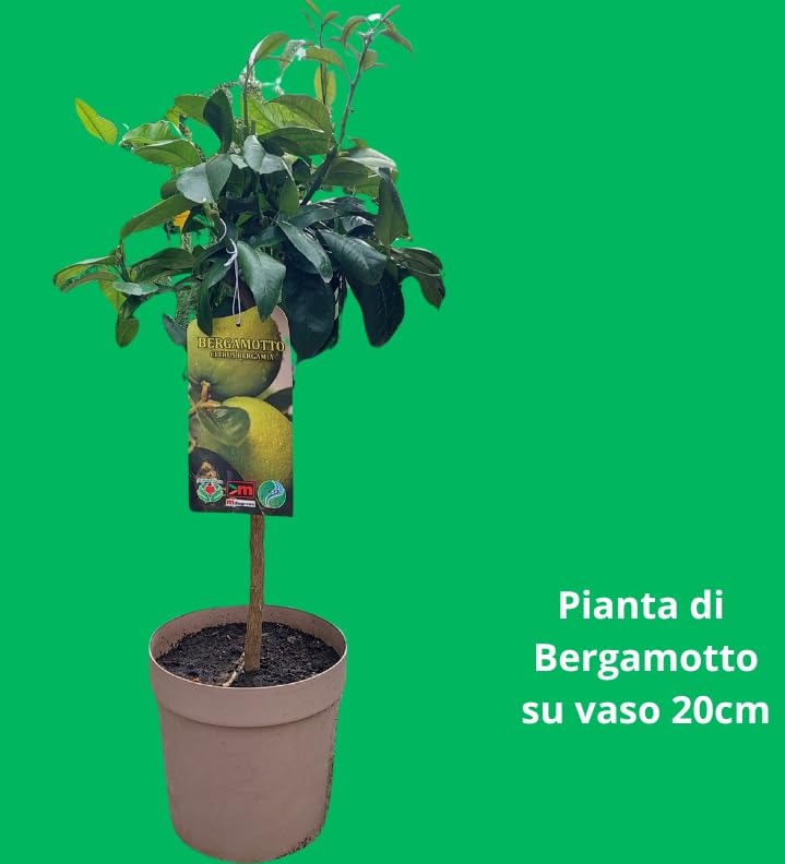 Bergamotto Pianta di Bergamotto su vaso cm 20 altezza 70/80 cm