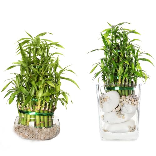 Comprar bambú de la suerte sostenibles bambú de la suerte interior en bancal elevado interior lugares soleados oficina hoja jardín, 300semillas