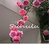 2 : Rosa, Plantas Trepadoras, Polyantha Rosa, Chino Semillas De Flores, Rosas Trepadoras Semillas para El Hogar JardÍN DecoraciÓN 30 Unids/Bolsa EnvÍO Gratis
