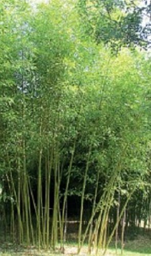 Semiarundinaria Fastuosa ‘Viridis’, Live Cold Hardy Temple Bamboo Plant.
