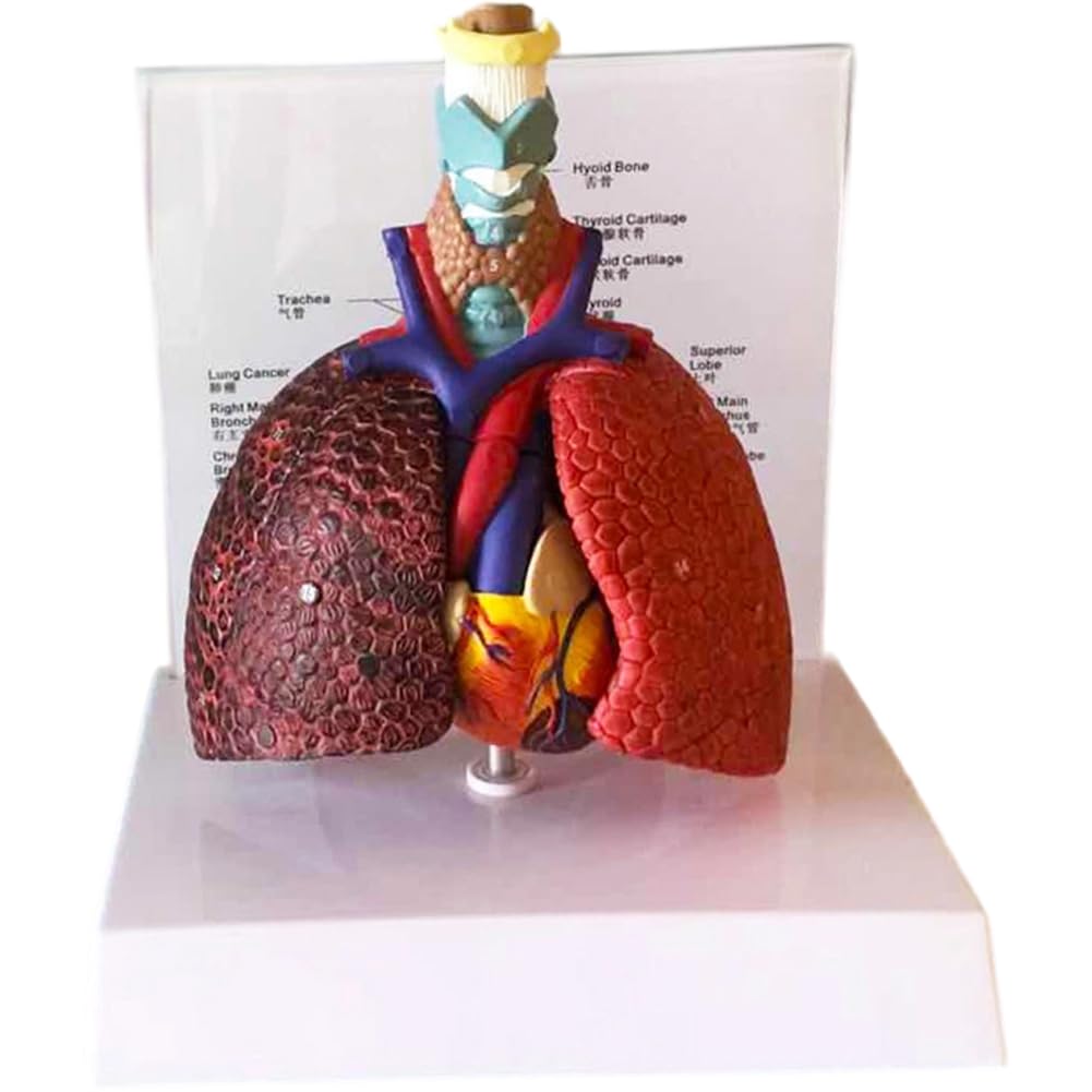 Dianzan Model ludzkich płuc, model anatomicznego układu oddechowego, model anatomii krtani, serca i płuc, dla studentów, wyświetlacz edukacyjny, model edukacyjny
