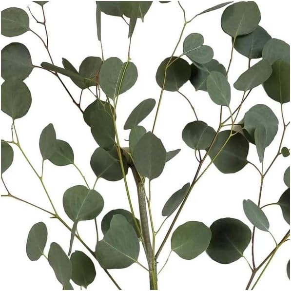 Silver Dollar Eucalyptus – 40 Fresh Stems (8 Bunches of 5) – 20" Long Stems for Bouquets, Centerpieces, Garlands, and Floral Arrangements