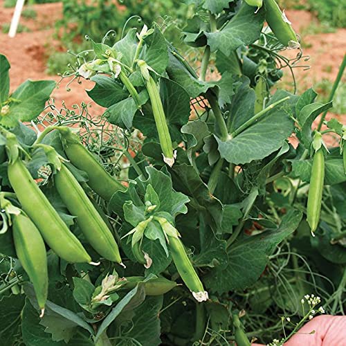 SRI SAI FORESTRY Organic Green Peas Seeds (Matar Vatana Pattani Pachi batani) vegetable seeds Pack of 50 for Home Garden (B094VXBM45) Amazon Price History, Amazon Price Tracker